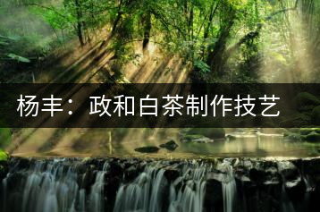 楊豐：政和白茶制作技藝非物質(zhì)文化遺產(chǎn)傳承人