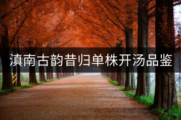 滇南古韻昔歸單株開(kāi)湯品鑒——獨(dú)樹(shù)一味