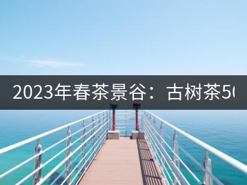 2023年春茶景谷：古樹茶500-600元／公斤，紫芽茶300-480元／公斤，白芽茶1200-2000元／公斤。