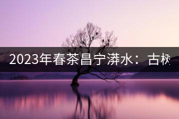 2023年春茶昌寧漭水：古樹(shù)混采純料480-600元／公斤，大樹(shù)360-420元／公斤，臺(tái)地260-300元／公斤，古樹(shù)單株均價(jià)880-1200元／公斤。