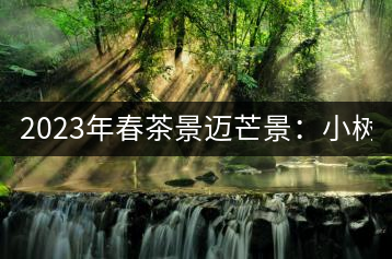 2023年春茶景邁芒景：小樹(shù)200元／公斤，古樹(shù)：600-800元／公斤
