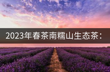 2023年春茶南糯山生態(tài)茶：200-300元／公斤，古樹(shù)：900-1500元／公斤