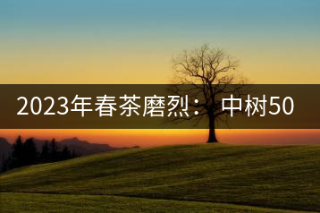 2023年春茶磨烈： 中樹(shù)500-600元／公斤，古樹(shù)混采：2200-2600元／公斤