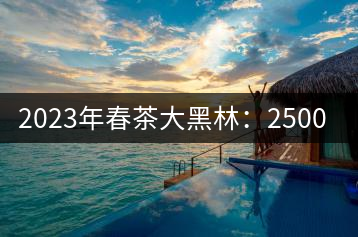 2023年春茶大黑林：2500-2800元／公斤