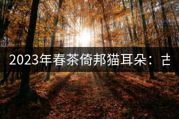 2023年春茶倚邦貓耳朵：古樹(shù)茶5000-8000元／公斤