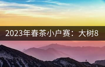 2023年春茶小戶賽：大樹(shù)800元／公斤，古樹(shù)1200-1300元／公斤