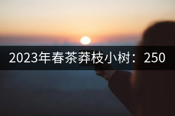 2023年春茶莽枝小樹(shù)：250元／公斤， 古樹(shù)：1000-1200元／公斤