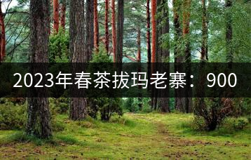 2023年春茶拔瑪老寨：900-1200元／公斤