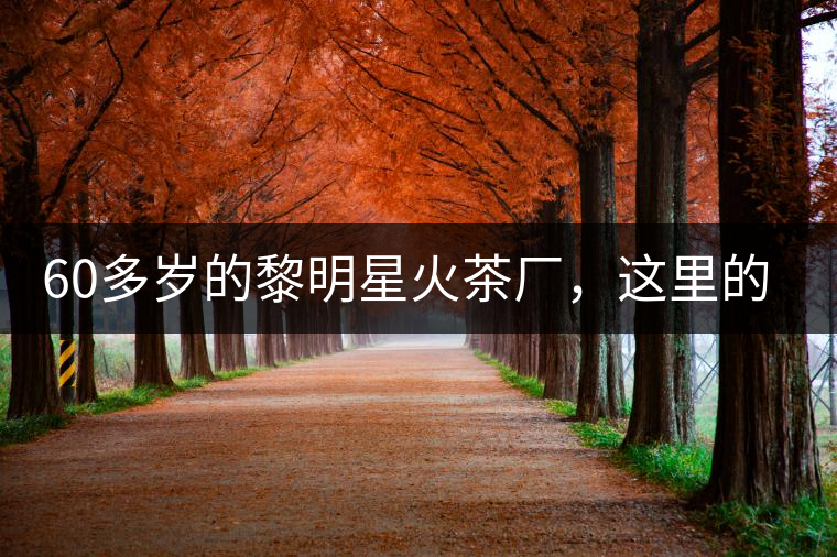 60多歲的黎明星火茶廠，這里的人依然在做茶