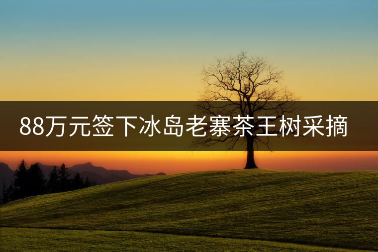 88萬元簽下冰島老寨茶王樹采摘權，誰說這是“競價交易”？