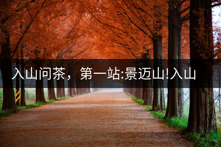 入山問(wèn)茶，第一站:景邁山!入山問(wèn)茶，第一站：景邁山！