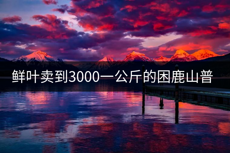 鮮葉賣到3000一公斤的困鹿山普洱茶，口感如何？