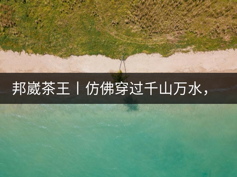 邦崴茶王丨仿佛穿過千山萬水，就是為了它而來邦崴茶王丨仿佛穿過千山萬水，就是為了它而來