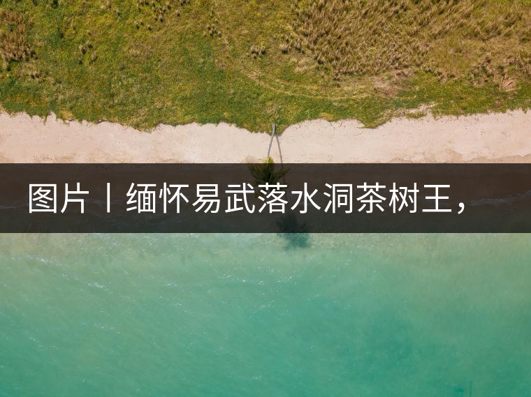 圖片丨緬懷易武落水洞茶樹王，犧牲前的樣貌圖片丨緬懷易武落水洞茶樹王，犧牲前的樣貌