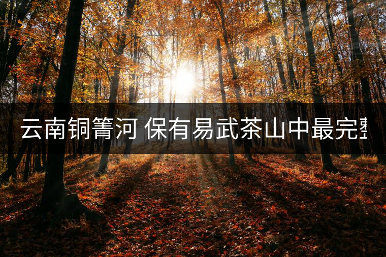 云南銅箐河 保有易武茶山中最完整的原生態(tài)體系 未來(lái)...云南銅箐河 保有易武茶山中最完整的原生態(tài)體系 未來(lái)可傲視群倫 云南銅箐河 保有易武茶山中最完整的原生態(tài)體系 未來(lái)...云南銅箐河 保有易武茶山中最完整的原生態(tài)體系 未來(lái)可傲視群倫