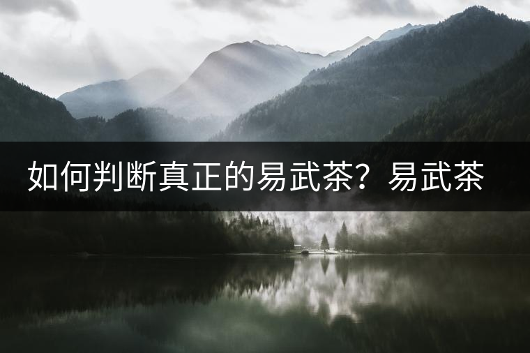 如何判斷真正的易武茶？易武茶有哪些特點？