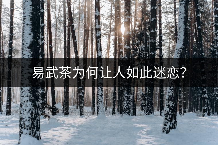 易武茶為何讓人如此迷戀？