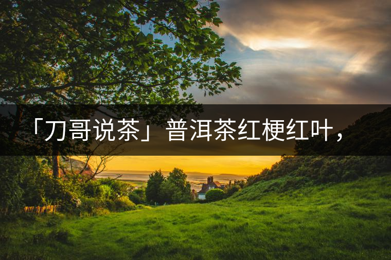 「刀哥說茶」普洱茶紅梗紅葉，這鍋誰來背？