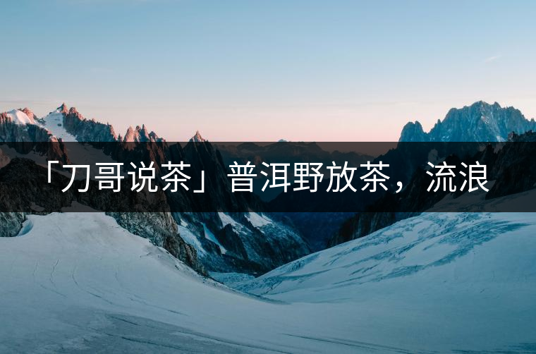 「刀哥說茶」普洱野放茶，流浪狗的春天