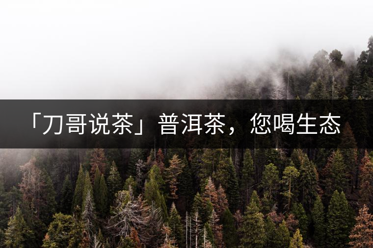 「刀哥說茶」普洱茶，您喝生態(tài)還是喝樹齡？