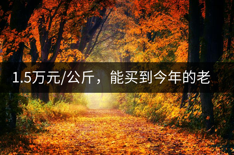 1.5萬元/公斤，能買到今年的老班章古樹茶嗎?1.5萬元/公斤，能買到今年的老班章古樹茶嗎？