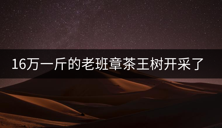 16萬一斤的老班章茶王樹開采了，茶友果斷拉了一車現(xiàn)金去...16萬一斤的老班章茶王樹開采了，茶友果斷拉了一車現(xiàn)金去！