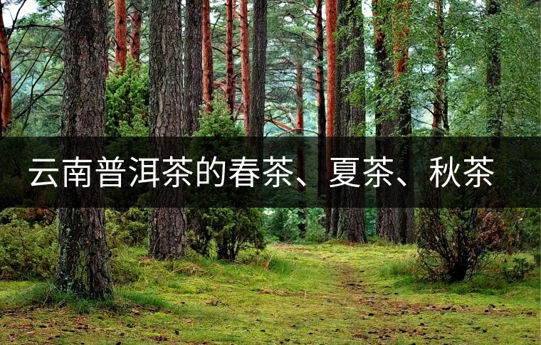 云南普洱茶的春茶、夏茶、秋茶的采摘時間及其特點