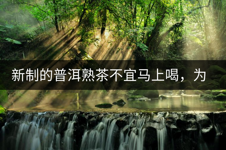 新制的普洱熟茶不宜馬上喝，為什么？