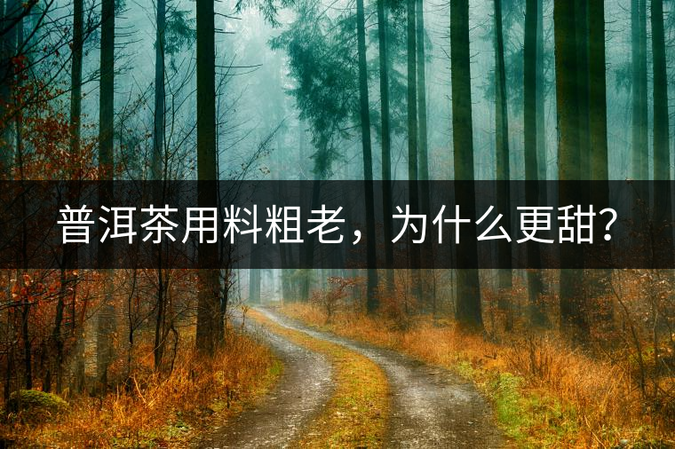 普洱茶用料粗老，為什么更甜？