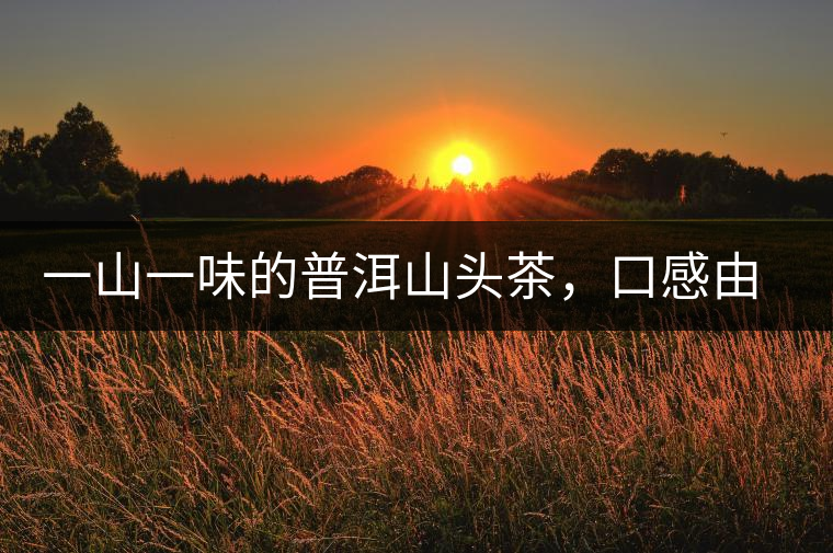 一山一味的普洱山頭茶，口感由這些因素決定