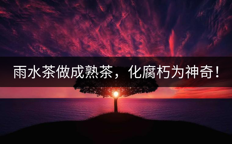 雨水茶做成熟茶，化腐朽為神奇！