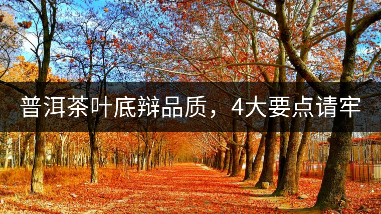 普洱茶葉底辯品質(zhì)，4大要點請牢記！