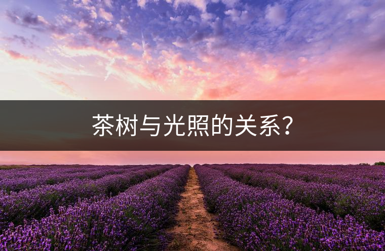 茶樹與光照的關(guān)系？