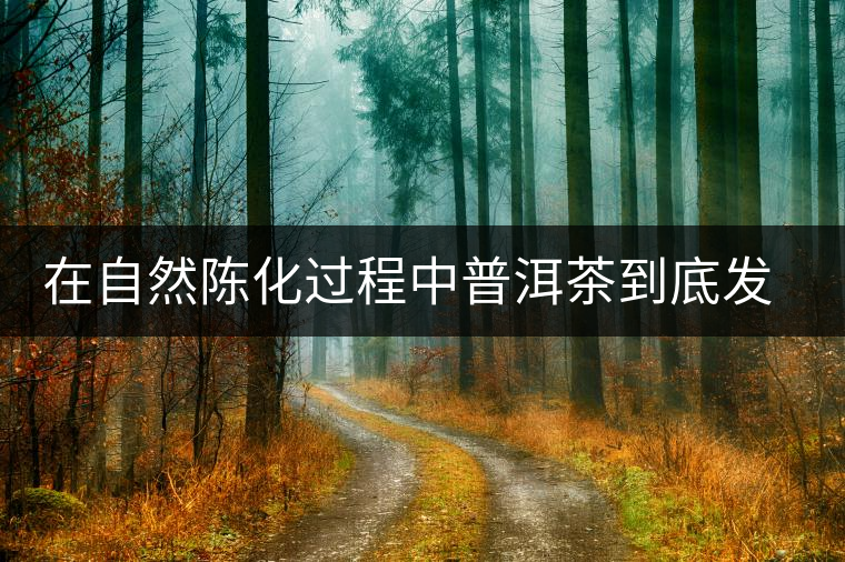 在自然陳化過程中普洱茶到底發(fā)生了什么變化? 在自然陳化過程中普洱茶到底發(fā)生了什么變化?