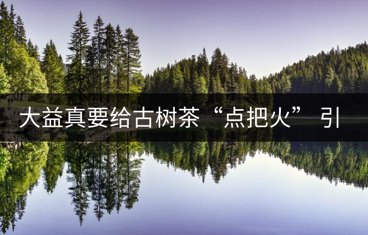 大益真要給古樹茶“點(diǎn)把火” 引火燒身？