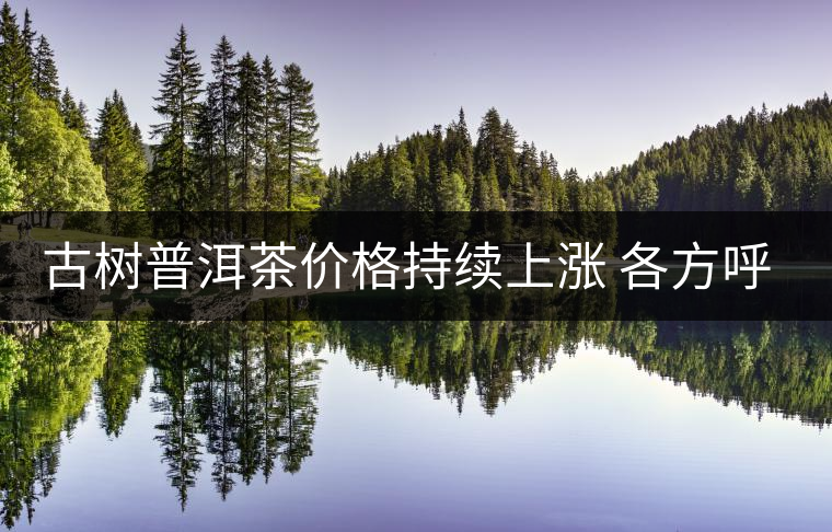 古樹普洱茶價(jià)格持續(xù)上漲 各方呼吁有序開采 古樹普洱茶價(jià)格持續(xù)上漲 各方呼吁有序開采