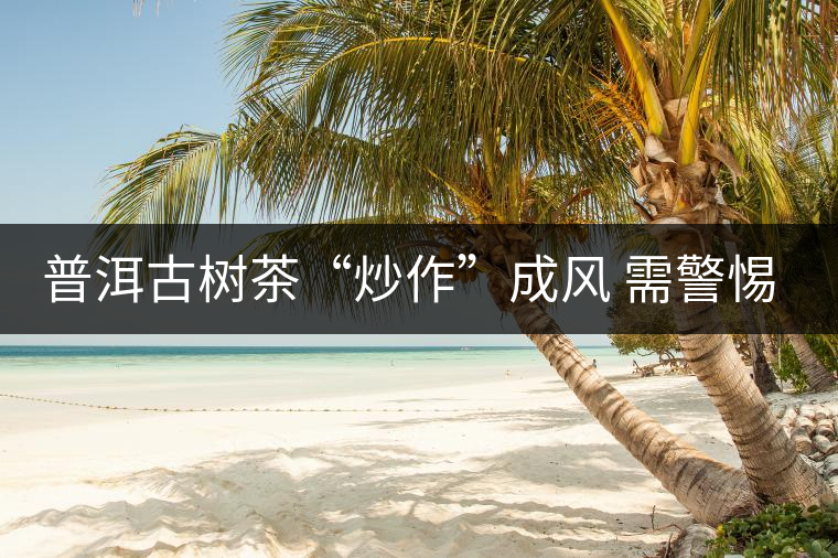 普洱古樹茶“炒作”成風(fēng) 需警惕風(fēng)險(xiǎn) 普洱古樹茶“炒作”成風(fēng) 需警惕風(fēng)險(xiǎn)