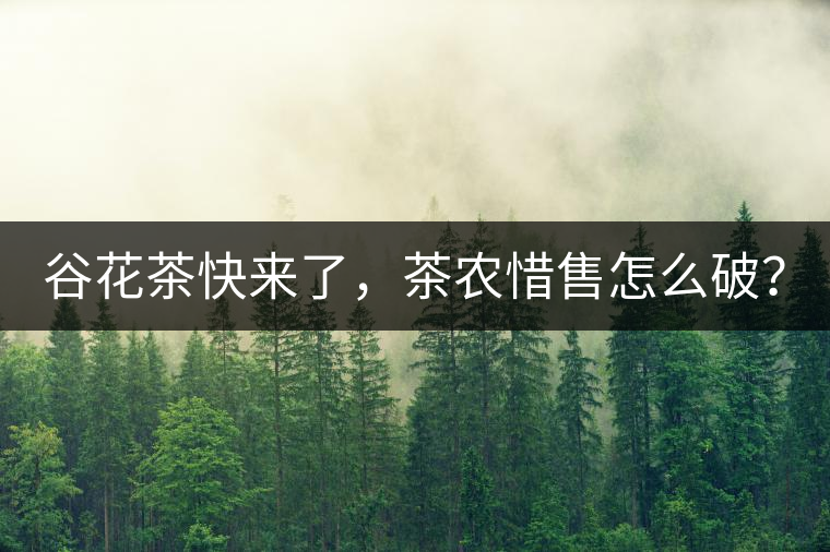 谷花茶快來了，茶農(nóng)惜售怎么破？