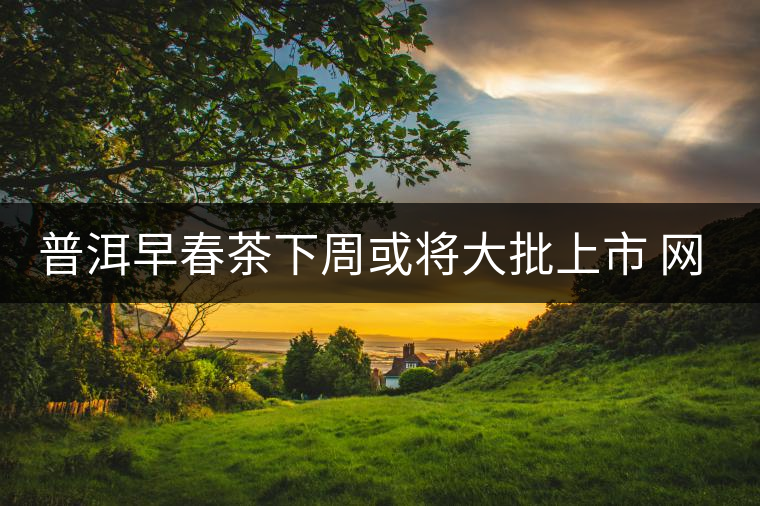 普洱早春茶下周或?qū)⒋笈鲜?網(wǎng)絡銷售PK提前打響 普洱早春茶下周或?qū)⒋笈鲜?網(wǎng)絡銷售PK提前打響