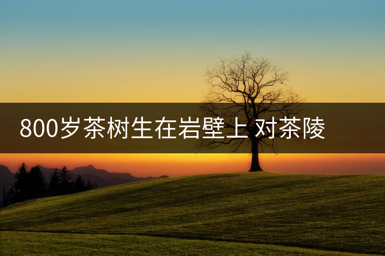 800歲茶樹生在巖壁上 對茶陵茶產(chǎn)業(yè)發(fā)展有重要價值 800歲茶樹生在巖壁上 對茶陵茶產(chǎn)業(yè)發(fā)展有重要價值