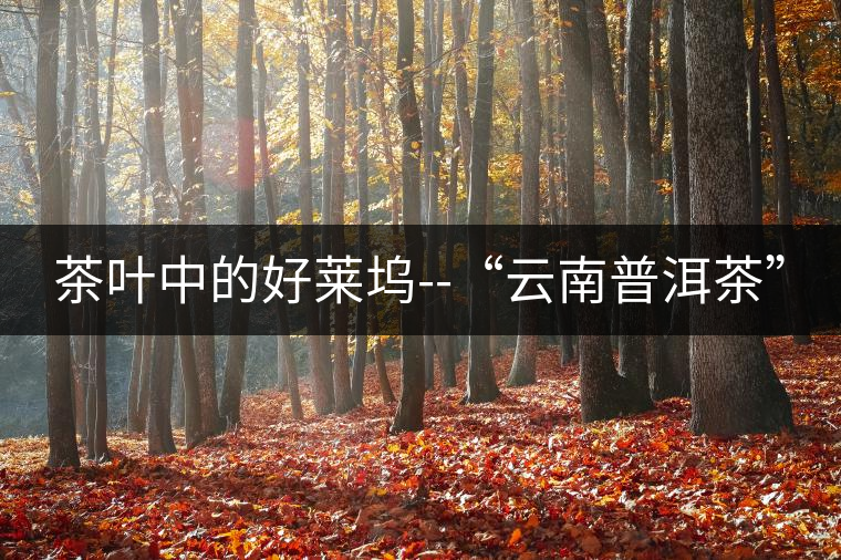 茶葉中的好萊塢--“云南普洱茶”