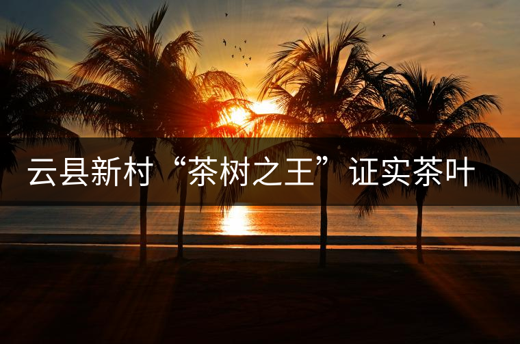 云縣新村“茶樹之王”證實茶葉原產地之說