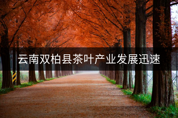 云南雙柏縣茶葉產業(yè)發(fā)展迅速