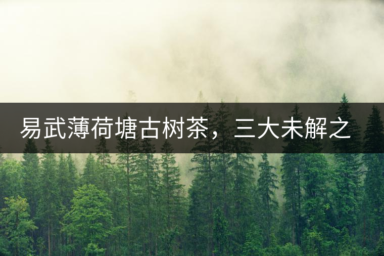 易武薄荷塘古樹茶，三大未解之謎