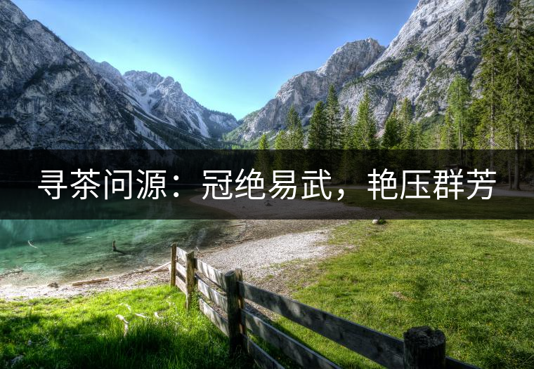 尋茶問(wèn)源：冠絕易武，艷壓群芳