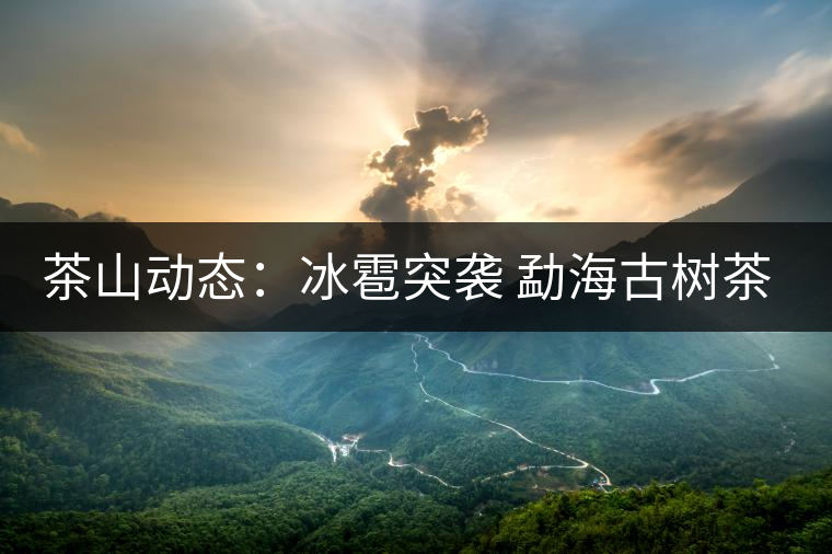 茶山動(dòng)態(tài)：冰雹突襲 勐海古樹茶受損情況樂(lè)觀