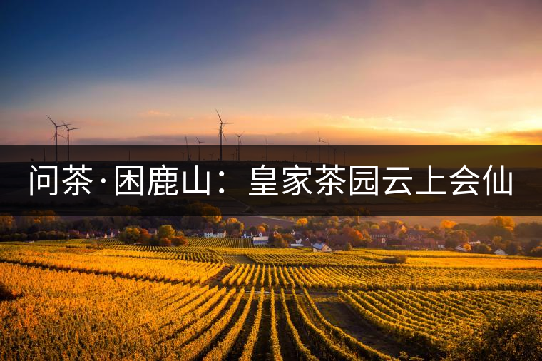 問茶·困鹿山:皇家茶園云上會仙 問茶·困鹿山:皇家茶園云上會仙
