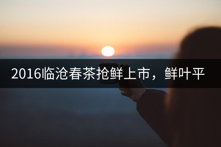 2016臨滄春茶搶鮮上市，鮮葉平均價(jià)同比去年減幅6.3%
