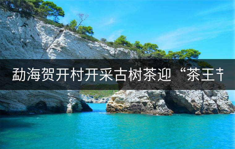 勐海賀開(kāi)村開(kāi)采古樹茶迎“茶王節(jié)”