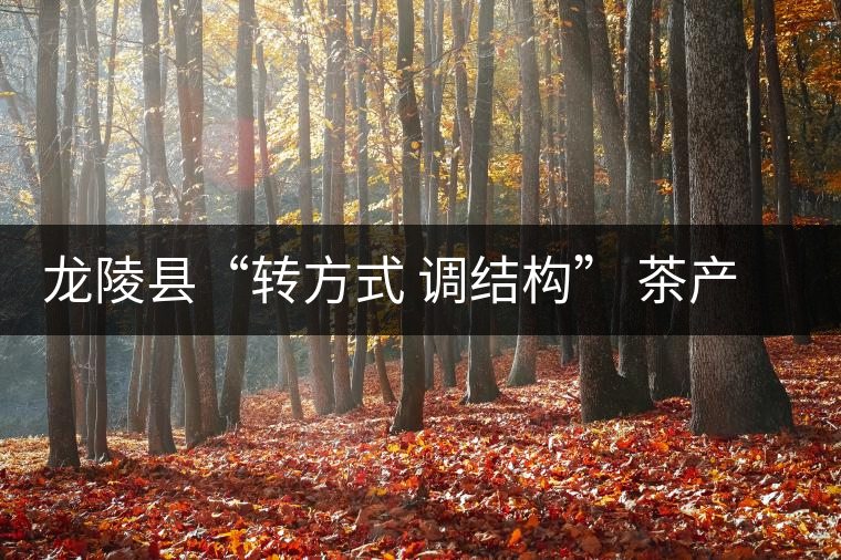 龍陵縣“轉(zhuǎn)方式 調(diào)結(jié)構(gòu)” 茶產(chǎn)業(yè)再現(xiàn)新活力 龍陵縣“轉(zhuǎn)方式 調(diào)結(jié)構(gòu)” 茶產(chǎn)業(yè)再現(xiàn)新活力